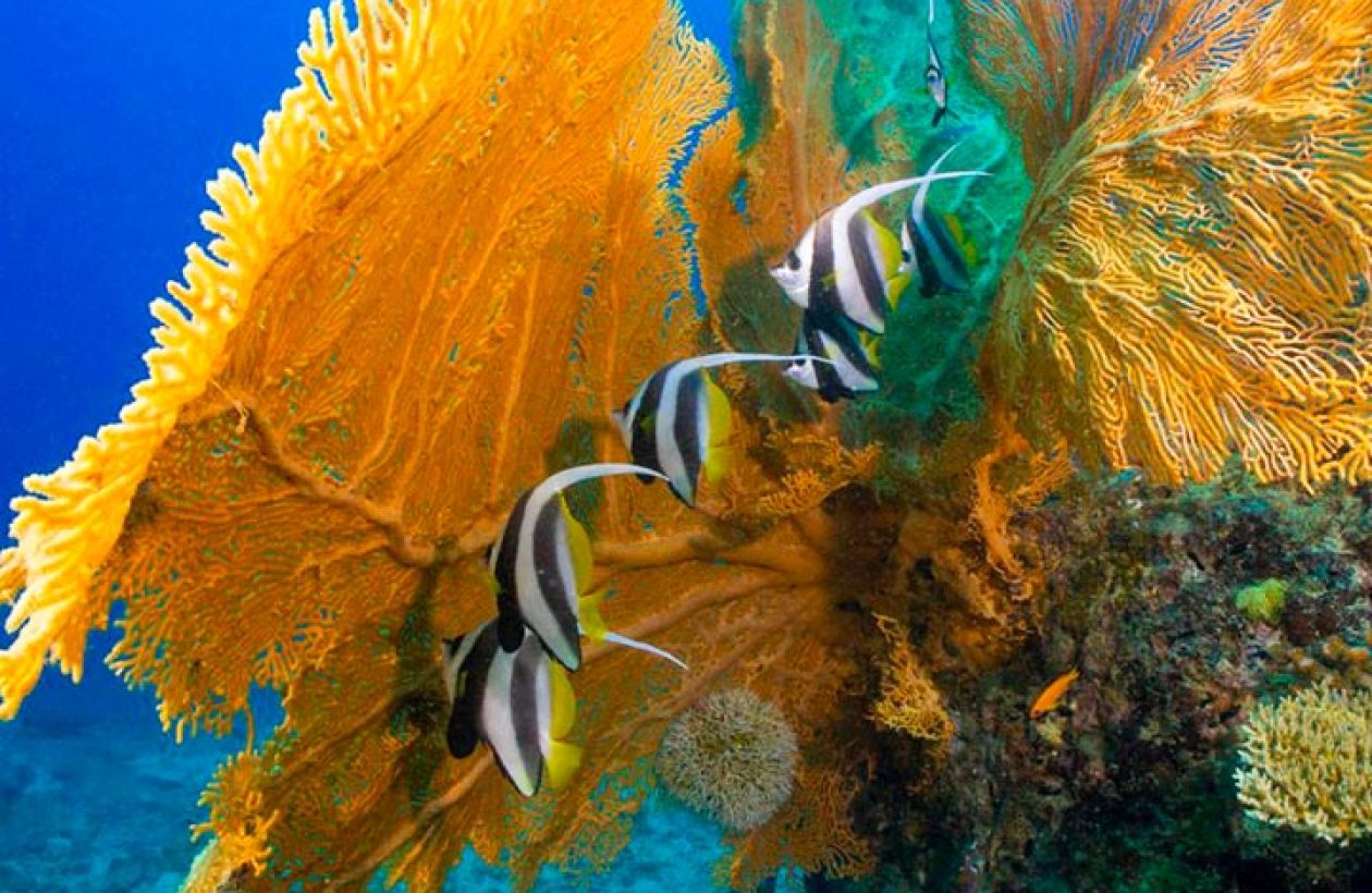 c6bo-voyage-plongee-madagascar-iles-radames-croisiere-oceanes-dream-poissons-cochets-gorgones