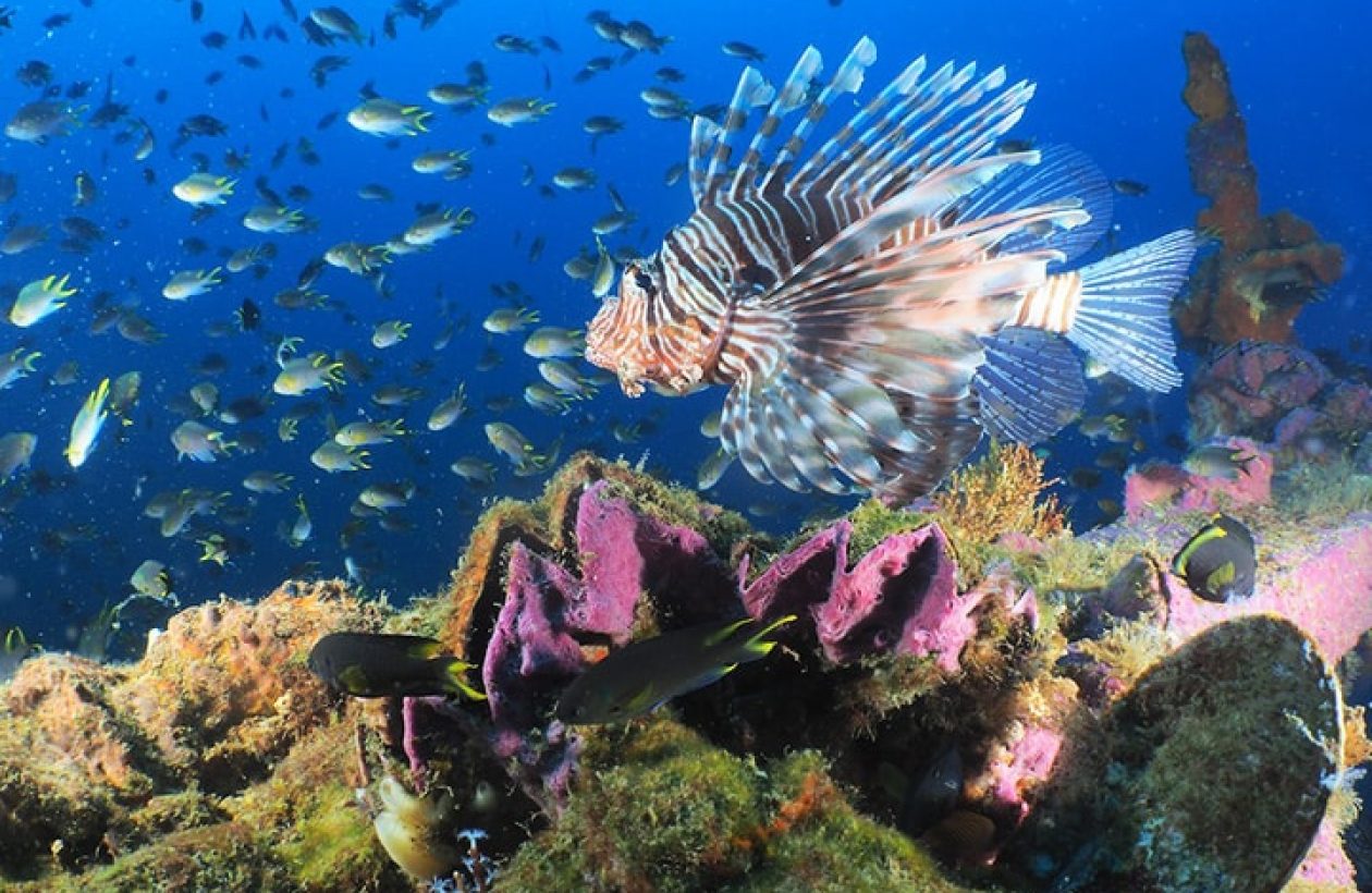 c6bo-voyage-plongee-madagascar-iles-radames-radama-islands-oceanes-dream-recif-rascasse-volante