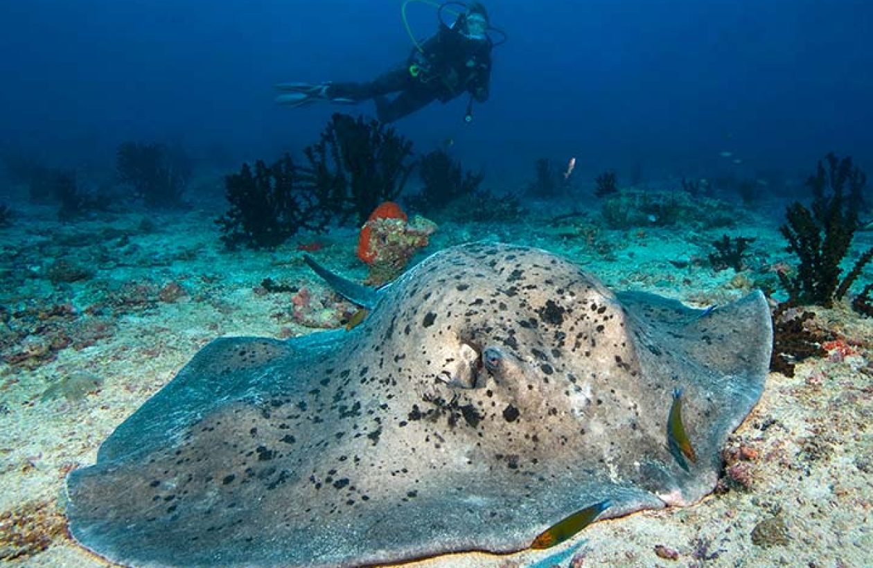 c6bo-voyage-plongee-maldives-explorer-ventures-croisiere-emperor-explorer-raie-pastenague-Male-plongeur