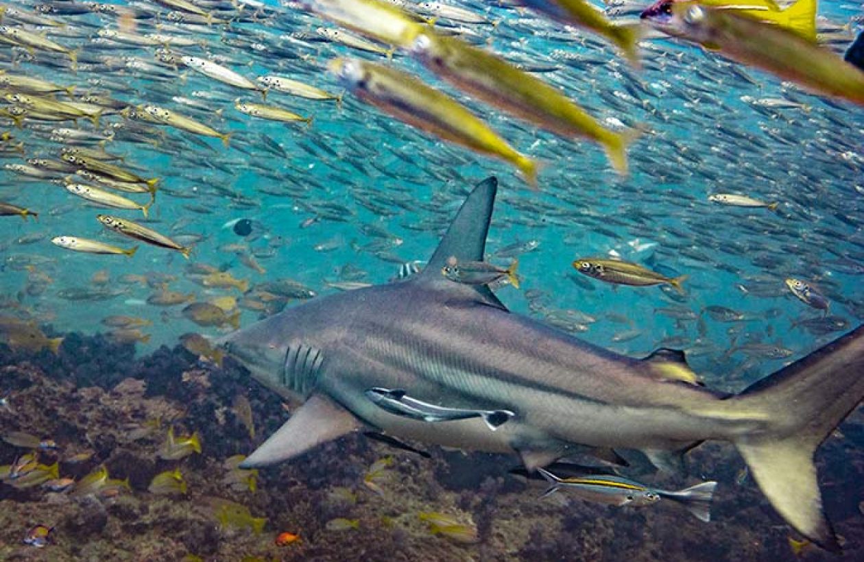 c6bo-voyage-plongee-mozambique-ponta-do-ouro-requin-poissons