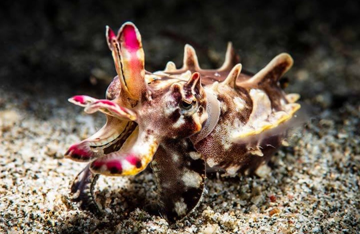 c6bo-voyage-plongee-philippines-anilao-underwater-macro-diving-seiche-flamboyante