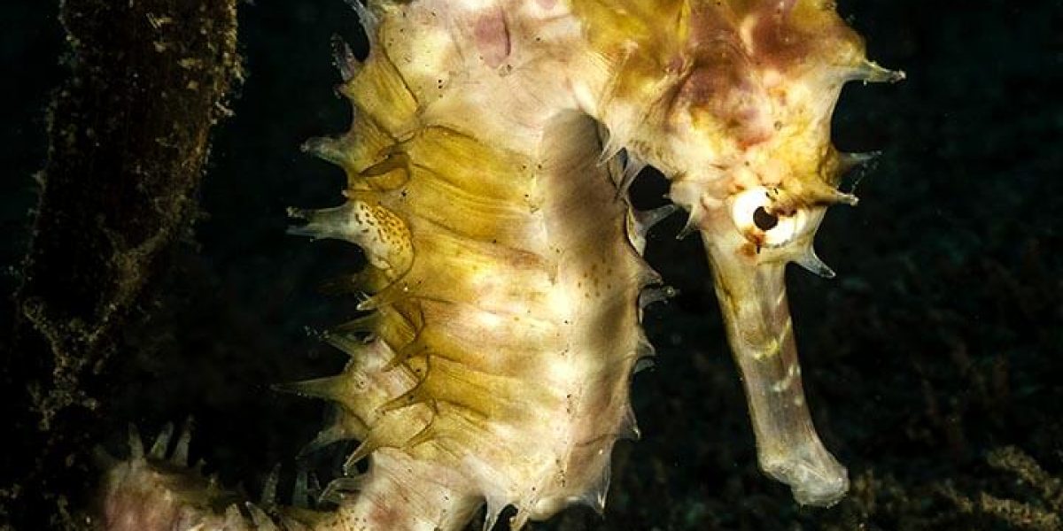 c6bo-voyage-plongee-philippines-negros-dauin-thalatta-resort-hippocampe-Dive-Daniel