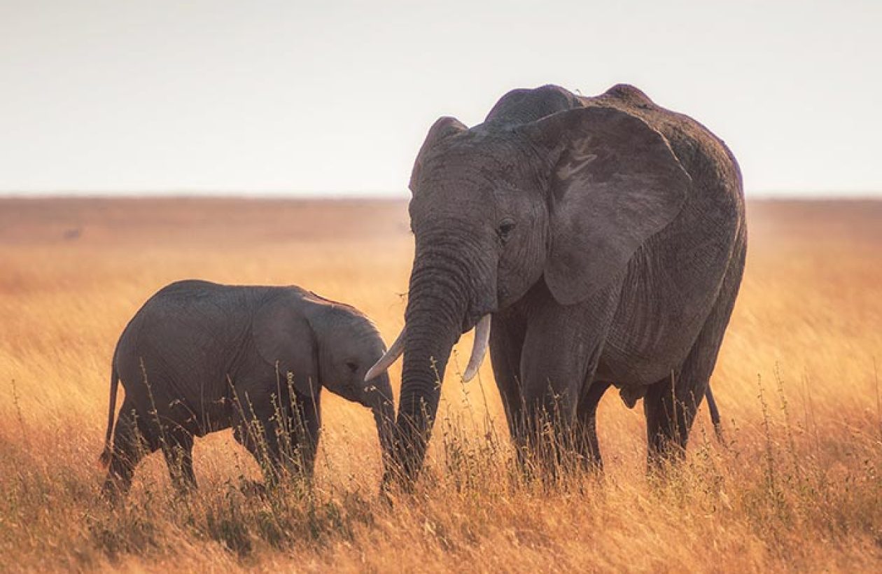 c6bo-voyage-plongee-tanzanie-extension-sejour-safari-animalier-reserves-elephants