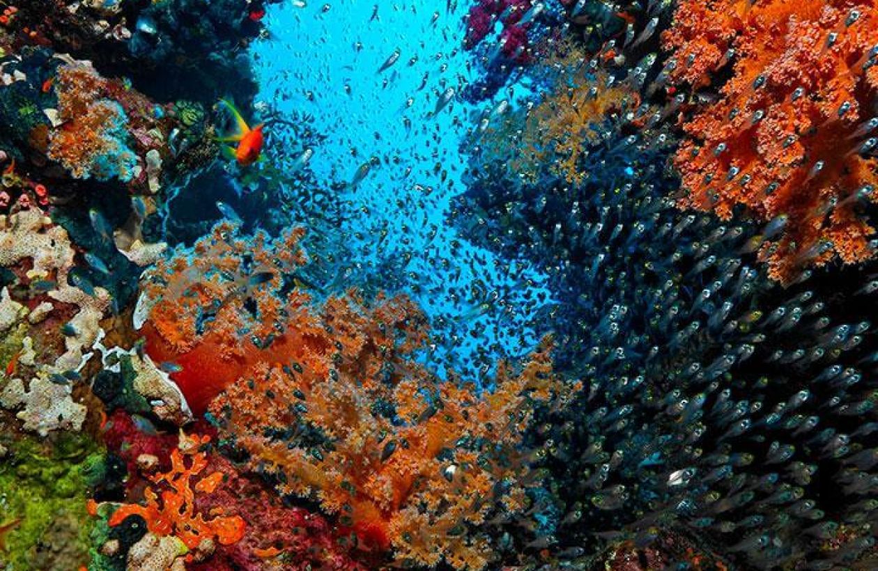 c6bo-voyages-plongee-egypte-marsa-alam-recif-glass-fishes_U.Kefrig