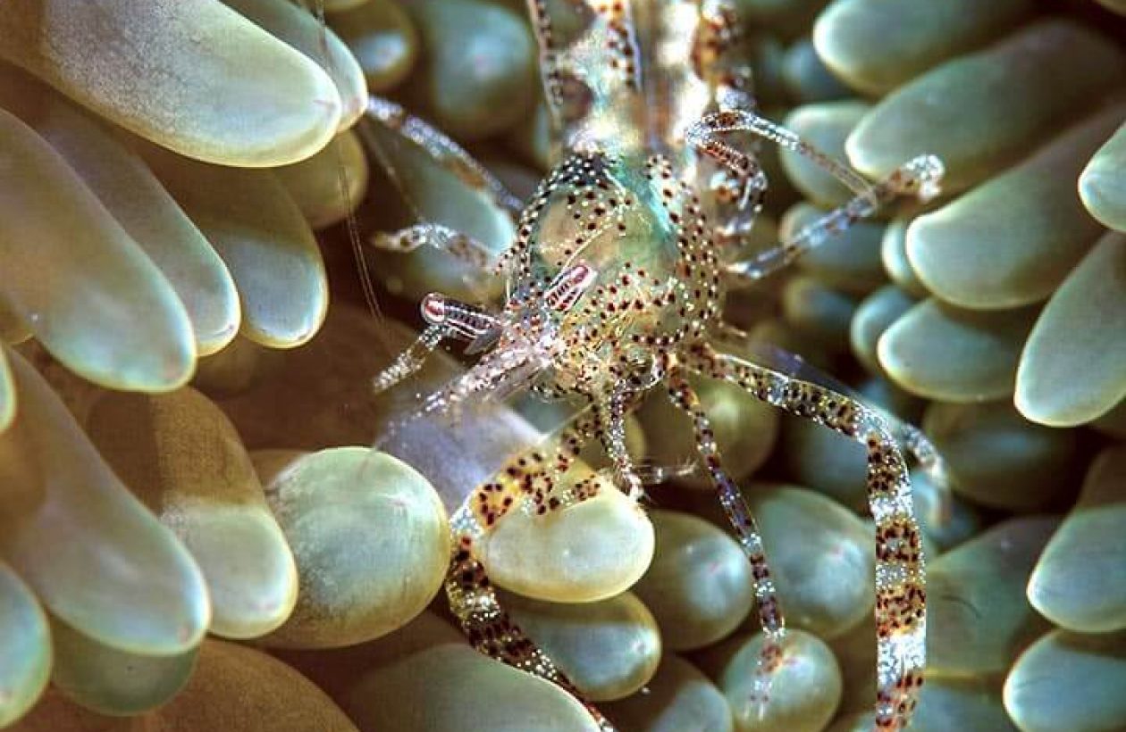 c6bo-voyages-plongee-mexique-playa-del-carmen-sejour-the-reef-marina-crevette-anemone