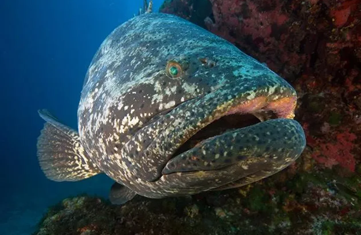 Photo de mérou prise lors d'un voyage plongée à Fernando de Noronha au Brésil dans l'océan Atlantique