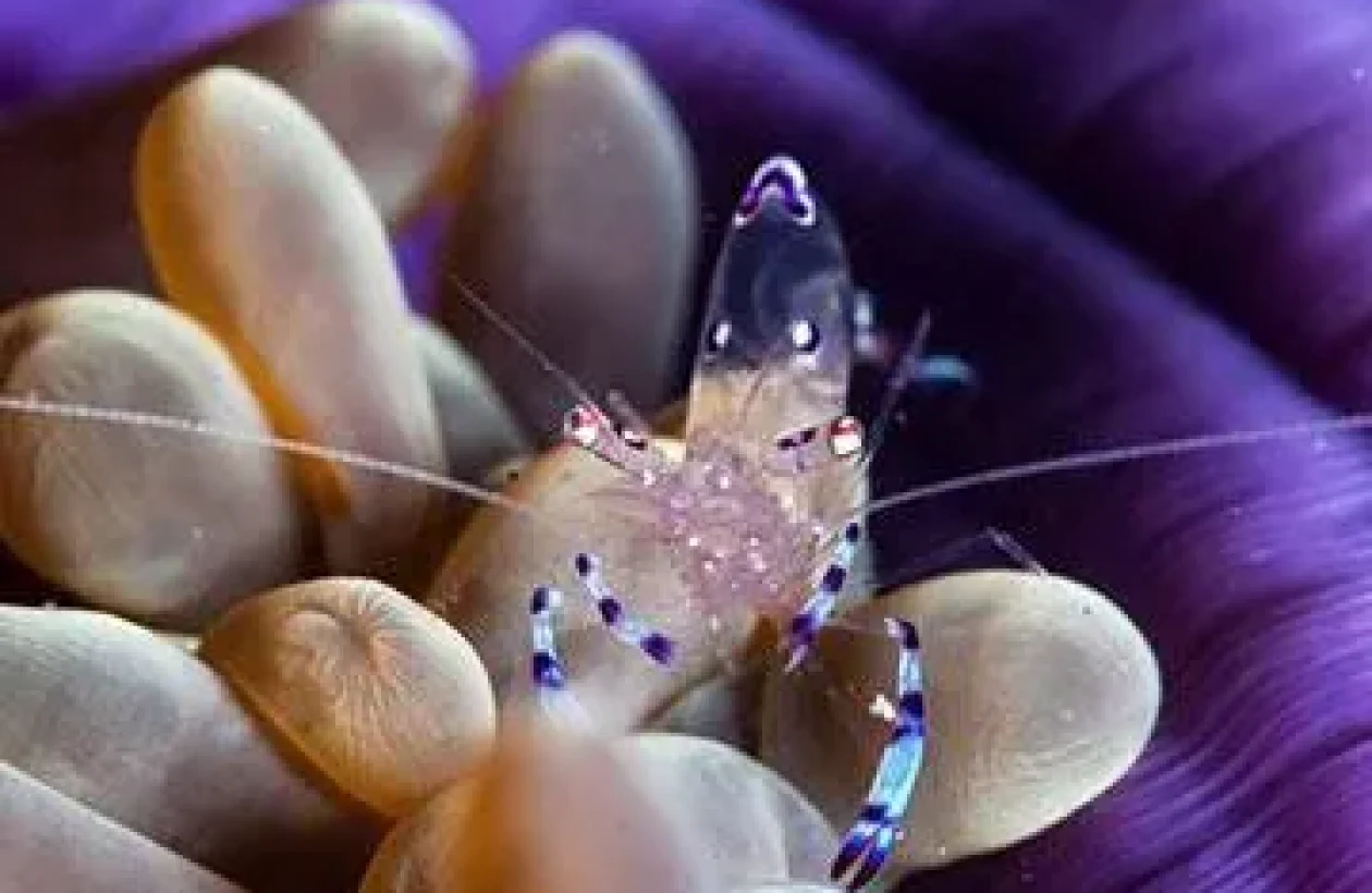 images_Images__sites_Indo-Pacifique_Philippines_Malapascua_Sejour__Malapascua_underwater-Devocean-Divers-Malapascua