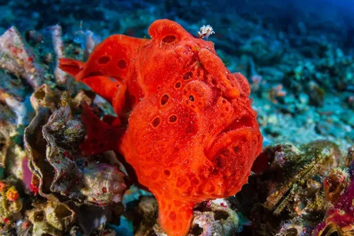 images_Images__sites_Indo-Pacifique_Philippines_Region__des__Visayas_Crs__Malapascua__Leyte__All-Star-Infiniti_c6bo-voyage-plongee-philippines-visayas-gato-island-leyte-red-frogfish