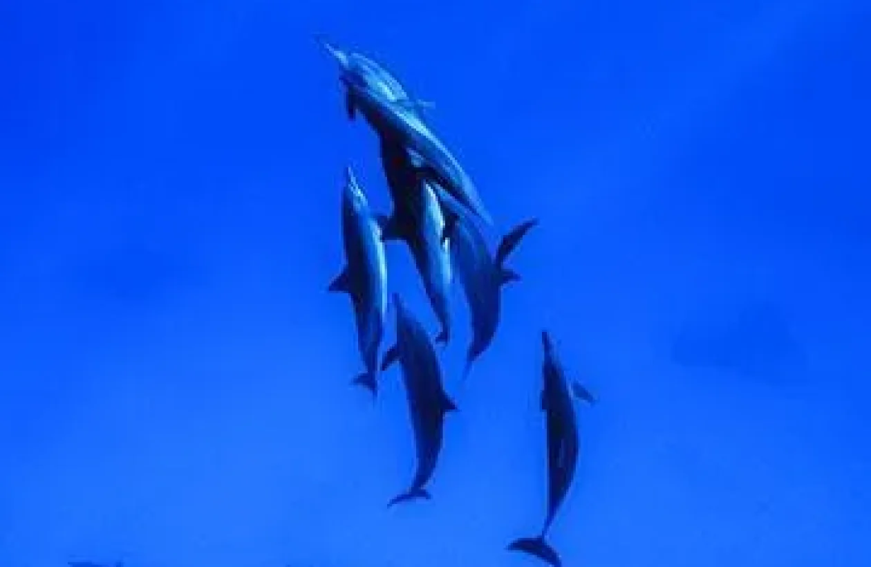 images_Images__sites_Mer__Rouge_Egypte_Croisieres__Sud_Croisiere__Diving__Attitude_Reserves__australes__Atlantis_reserves-australes-dauphins
