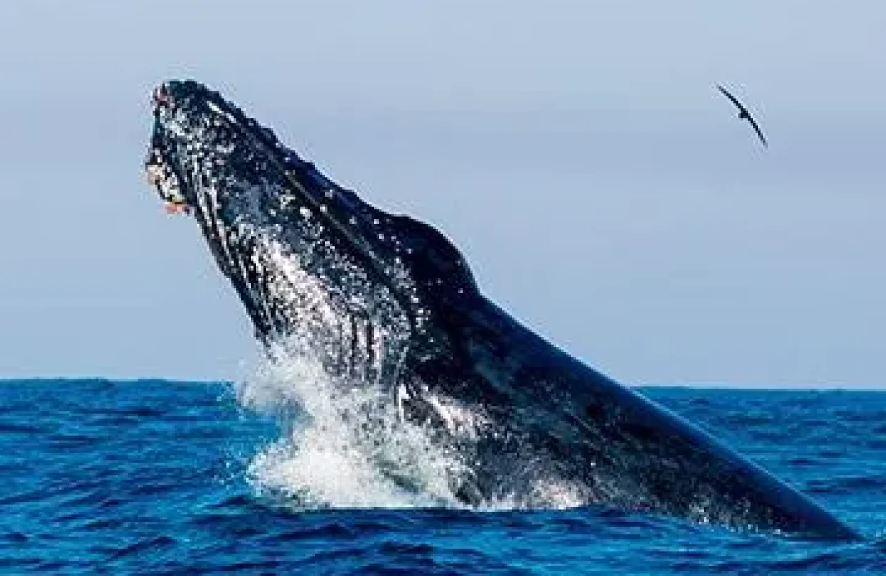 images_Images__sites_Ocean__Indien_Afrique__du__Sud_Province__Cap__Oriental_Sej__sardin__run_c6bo-voyages-plongee-afrique-du-sud-province-cap-oriental-Wavecrest-hotel-spa-Humpback-1