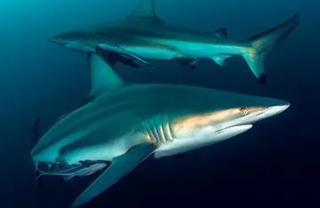 images_Images__sites_Ocean__Indien_Afrique__du__Sud_Province__du__Kwazulu__Natal_Sej__Aliwal__Shoal_c6bo-voyages-plongee-afrique-sud-aliwal-shoal-requins