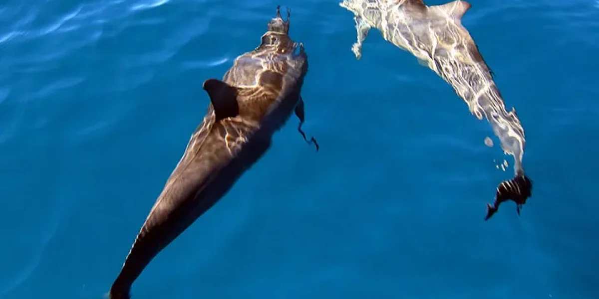 images_Images__sites_Ocean__Indien_Madagascar_Nosy__Sakatia_Sej__Nosy__Sakatia_c6bo-voyage-plongee-madagascar-nosy-sakatia-Dolphins-1