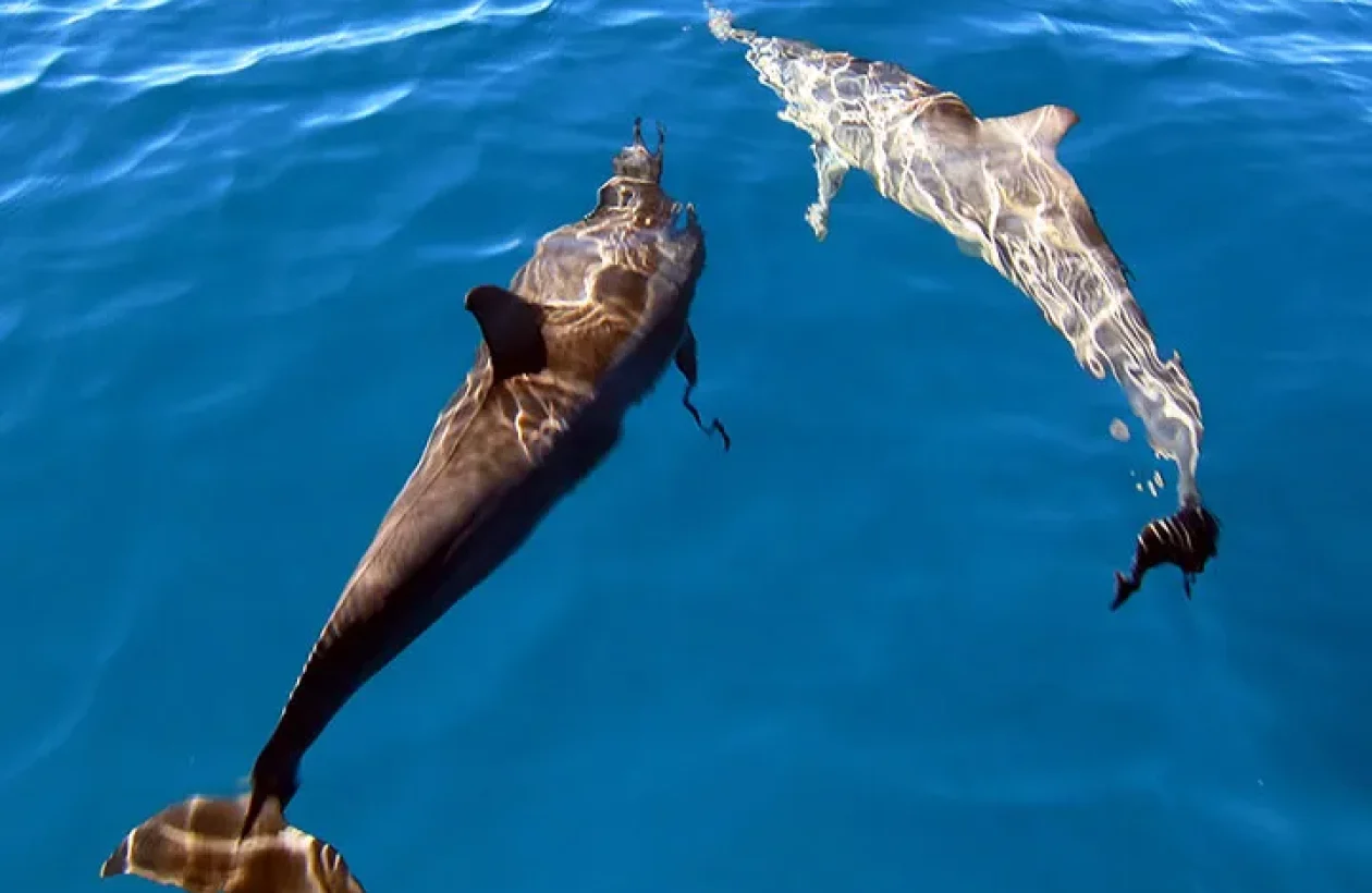 images_Images__sites_Ocean__Indien_Madagascar_Nosy__Sakatia_Sej__Nosy__Sakatia_c6bo-voyage-plongee-madagascar-nosy-sakatia-Dolphins-1