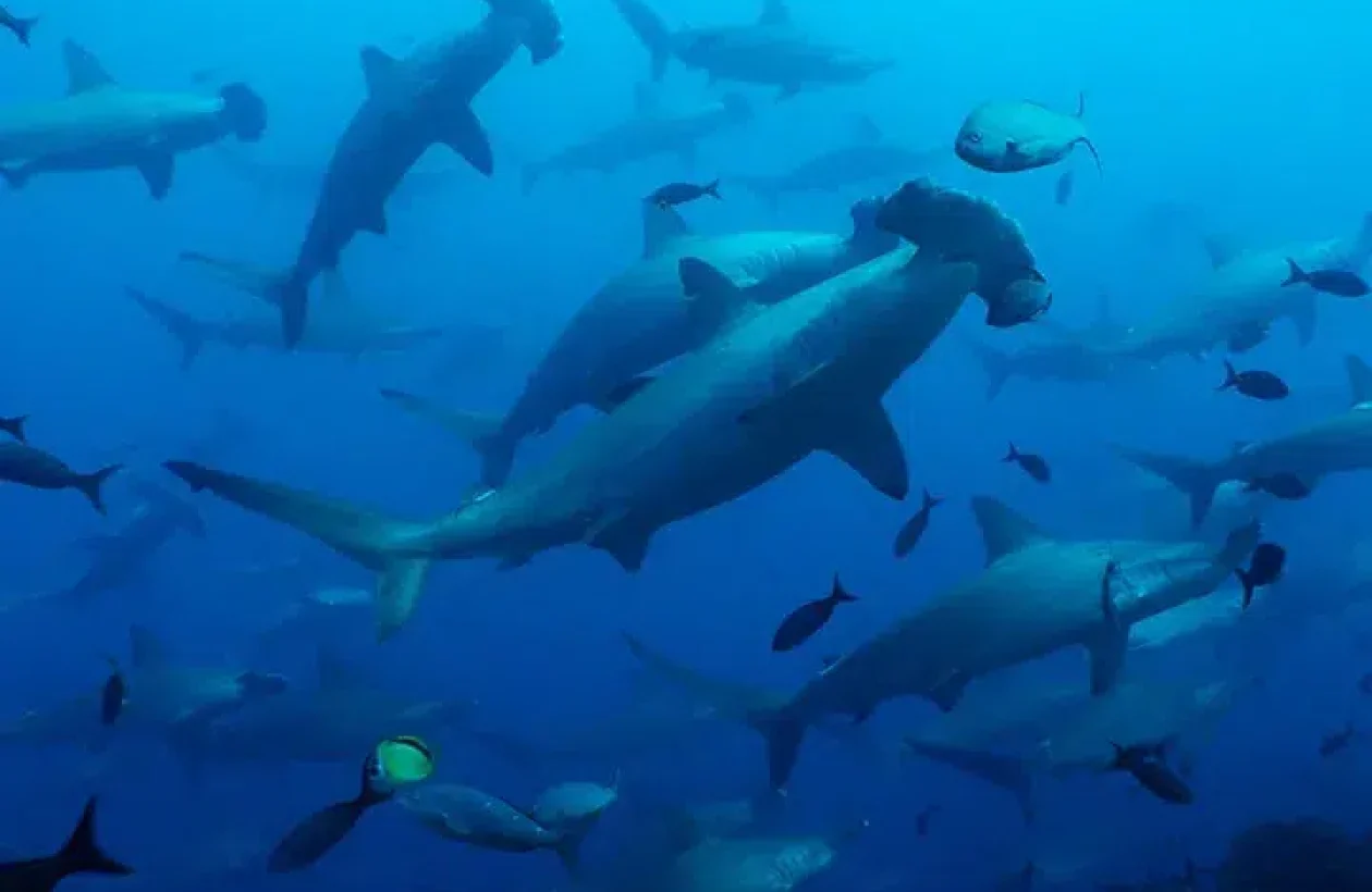 images_Images__sites_Pacifique_Equateur_Darwin__et__Wolf__aux__Galapagos_Crs__Galapagos__Aggressor_c6bo-voyage-plongee-equateur-galapagos-aggressor-adventures-requins-marteaux