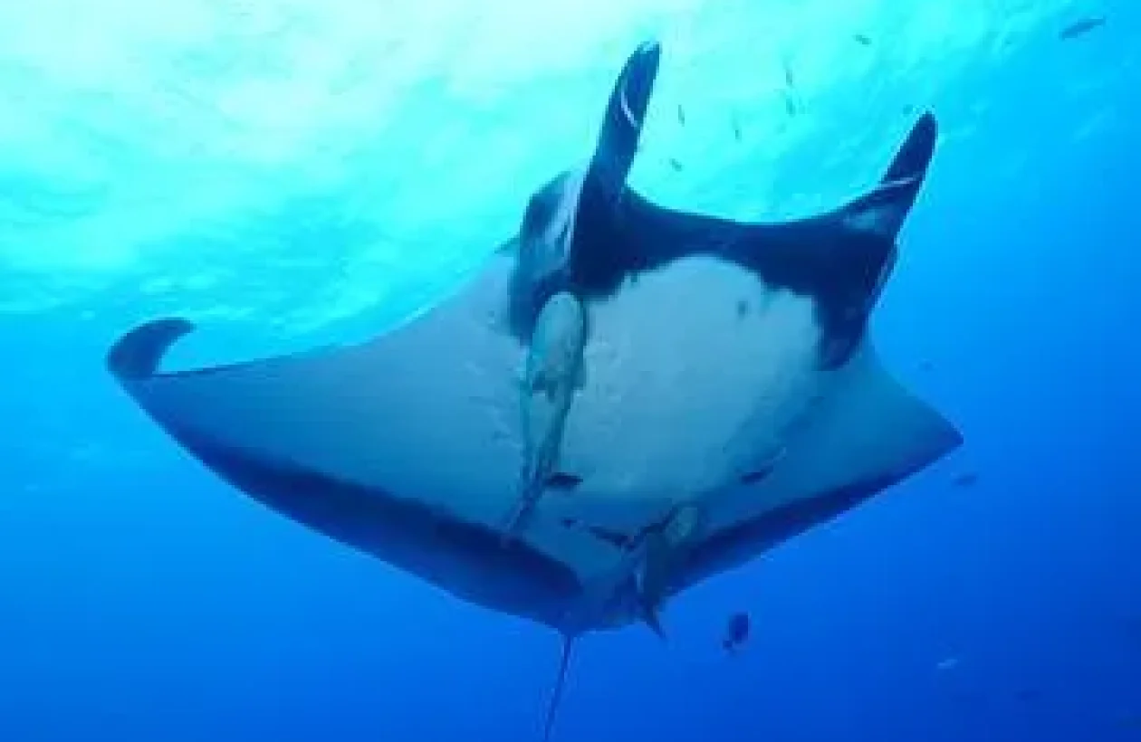 images_Images__sites_Pacifique_Mexique__cote__Pacifique_Socorro_Croisiere__Nautilus__Explorer_mexique-socorro-isla-san-benedicto-raie-manta-geante-ray-gilles-diraimondo-2