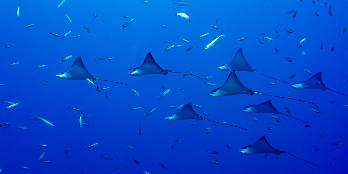 Underwater portrait of eagle ray manta in Maldives