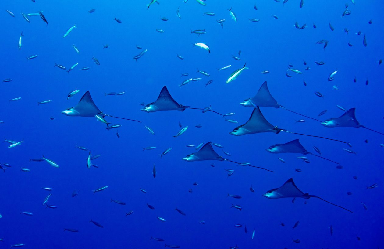 Underwater portrait of eagle ray manta in Maldives