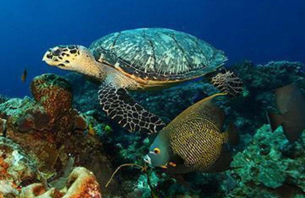 voyage-plongee-mexique-cozumel-tortue-poisson-ange
